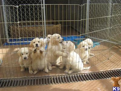Puppies in AZ